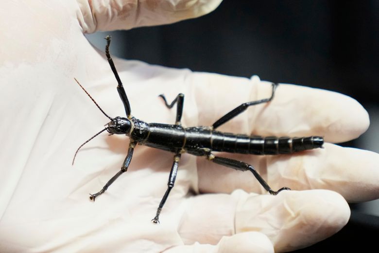 Rarest Insect In The World
