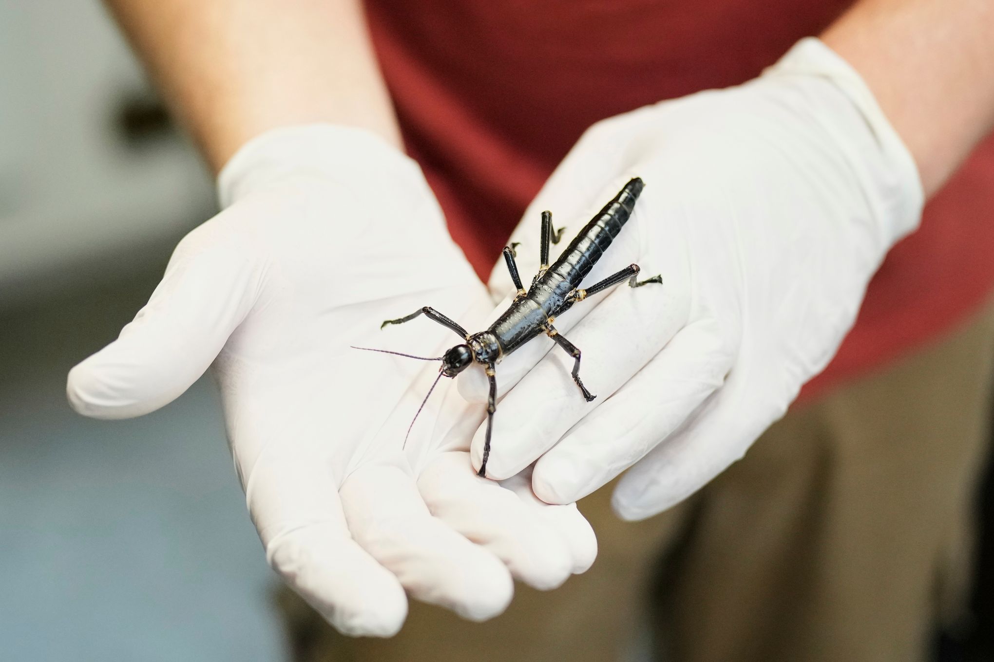 Rarest Insect In The World