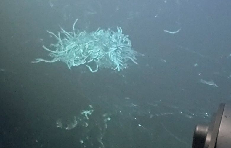 A still image from video provided by a research team shows darkened terrain punctuated by a single cluster of dead marine worms, a sign of cooled fresh lava after an undersea volcanic eruption in the Pacific Ocean about 1,300 miles west of Costa Rica. (Andrew Wozniak/University of Delaware; HOV Alvin Team; NSF; Woods Hole Oceanographic Institution via The New York Times)  – NO SALES; FOR EDITORIAL USE ONLY WITH NYT STORY SLUGGED UNDERSEA VOLCANO BY MAYA WEI-HAAS FOR MAY 2, 2025. ALL OTHER USE PROHIBITED. – XNYT0314 XNYT0314