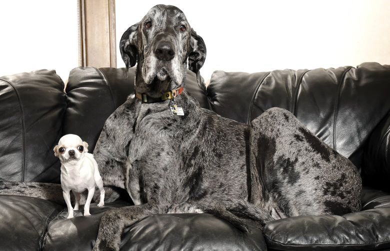 Pearl and Reggie are the world’s shortest and tallest dogs, respectively, according to Guinness World Records. MUST CREDIT: Natalie Behring/Guinness World Records