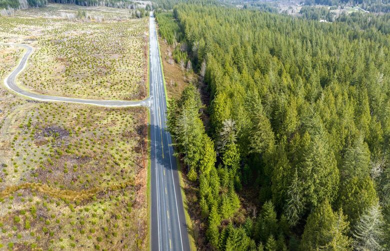 In this drone photo, Leopold-Freeman Forests land, extensively thinned 18 months ago, is on the right and land owned by a large industrial timber company, clear-cut four years ago, is on the left.