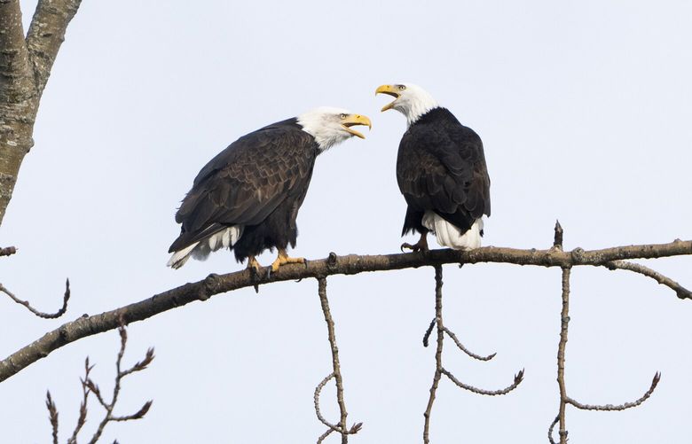 FILE – A pair of bald eagles call out while resting on a tree next to Union Bay, Jan. 16, 2024, in Seattle. (AP Photo/Lindsey Wasson, File) CLI501 CLI501