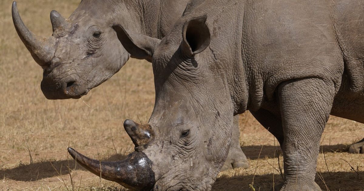 Poachers have killed over 100 rhinos in South Africa this year. Most