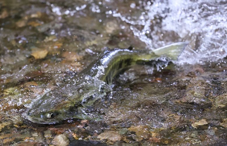 Chum swim up Twanoh Creek looking for spawning grounds Friday morning in Skokomish, Washington on November 3, 2023. 225270