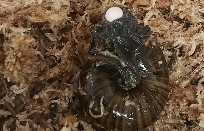 In this image made from video, a Powelliphanta augusta snail lays an egg from it’s neck at the Hokitika Snail Housing facility, Wednesday, Sept. 18, 2024, in Hokitika, New Zealand. (Lisa Flanagan/New Zealand Department of Conservation via AP) HOK101 HOK101