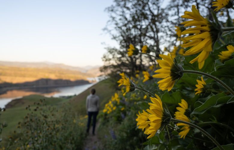 Hiking along Lyle Cherry Orchard Trail with balsamroot at Columbia River Gorge in Washington on April 20, 2024.