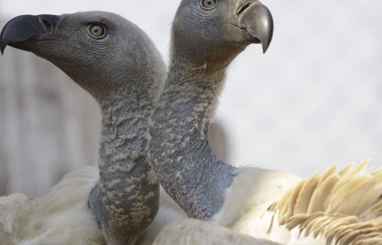 FILE – A pair of Cape vultures is seen in their enclosure at the Vulture Programme at Boekenhoutkloof near Hartbeespoort Dam, South Africa, Wednesday, Sept. 22, 2011. (AP Photo/Denis Farrell, File) BGK314 BGK314