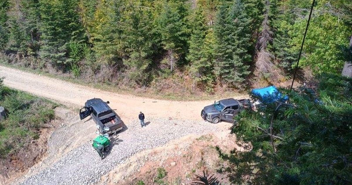 Activist climbs tree near Port Angeles to block cut of older WA forest