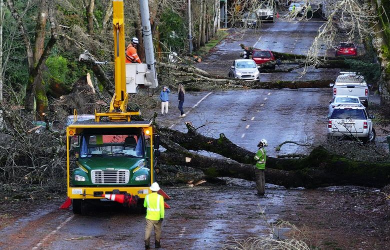 The aftermath of a bomb cyclone on 35th Ave NE after severe weather hit last night, photographed in Seattle on Wednesday, November 20, 2024. 228564