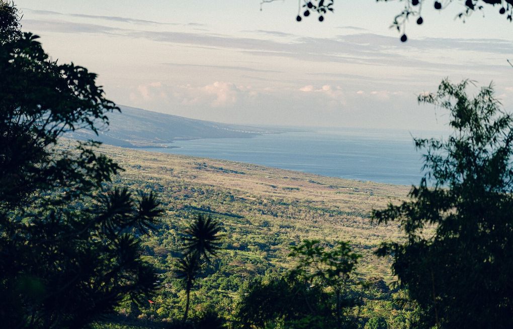 Kona Coffee Fields: Immigration Crackdown Threatens Industry