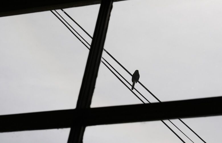 A bird sits on a power line, Sunday, April 27, 2025, in Atlanta. (AP Photo/Brynn Anderson) GABA102 GABA102