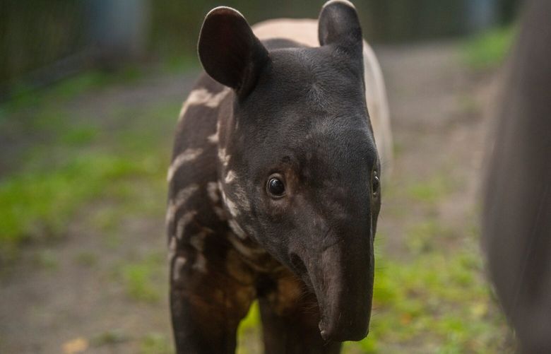 Ume, a 3-month-old Malayan tapir calf, will make her debut Friday, May 16, 2025, at the Point Defiance Zoo & Aquarium in Tacoma.