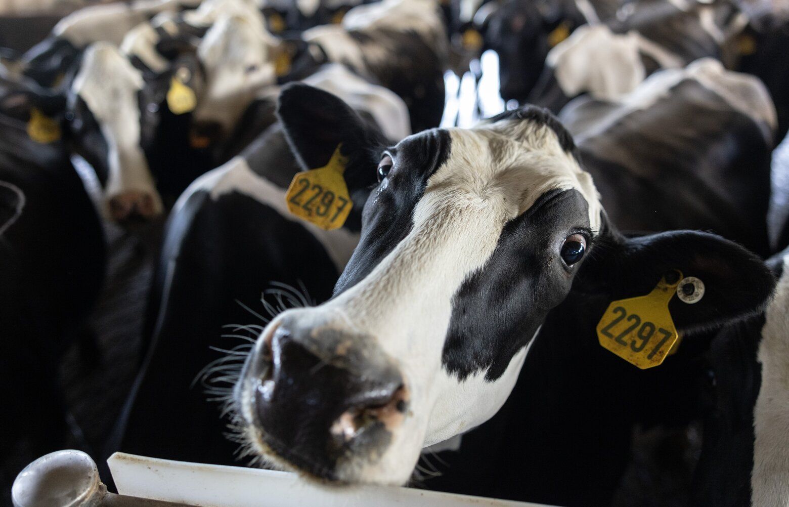 Dairy farmers brace for 'tough' year as Darigold cuts milk