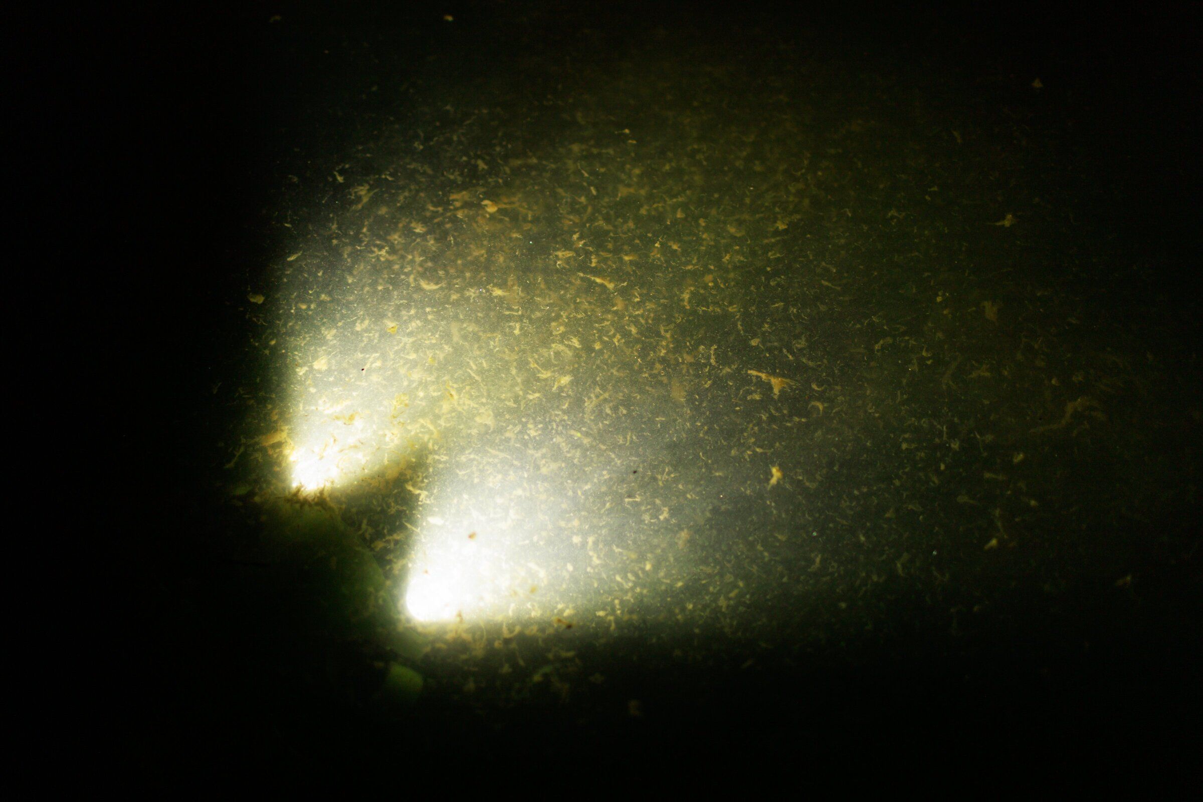 Suspended sediment and algae is illuminated by Fish ecologist Ashley Townes' underwater remote-operated vehicle at Be'er Sheva Park. (Erika Schultz / The Seattle Times)