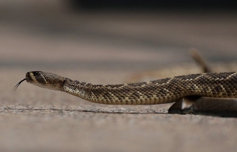 A rattlesnake approaches the boot of a member of the Sweetwater Jaycees at the Texas Capitol, Tuesday, Feb. 5, 2019, in Austin, Texas. The group was at the capitol to promote their annual rattlesnake round-up. (AP Photo/Eric Gay)