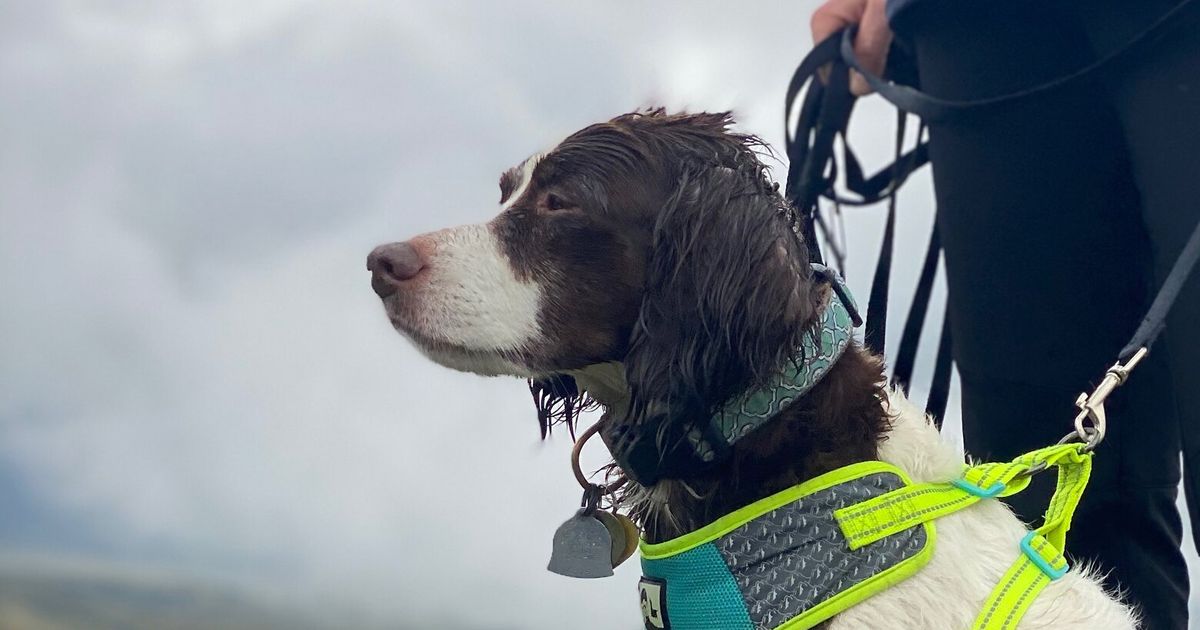 Seattle pet owners salute their dearly departed furry friends | The ...