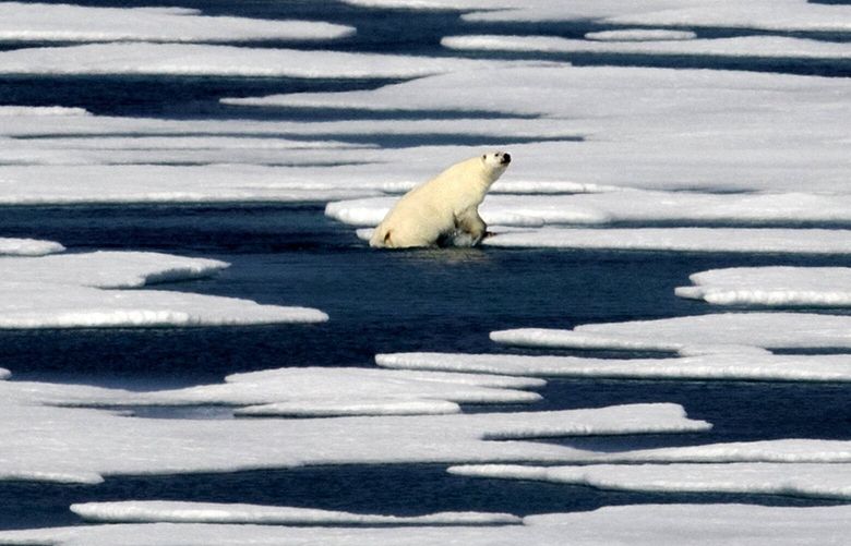 FILE – In this July 22, 2017 file photo, a polar bear climbs out of the water to walk on the ice in the Franklin Strait in the Canadian Arctic Archipelago. Climate scientists point to the Arctic as the place where climate change is most noticeable with dramatic sea ice loss, a melting Greenland ice sheet, receding glaciers and thawing permafrost. The Arctic has warmed twice as fast as the rest of the world since 1988. (AP Photo/David Goldman, File) NY964