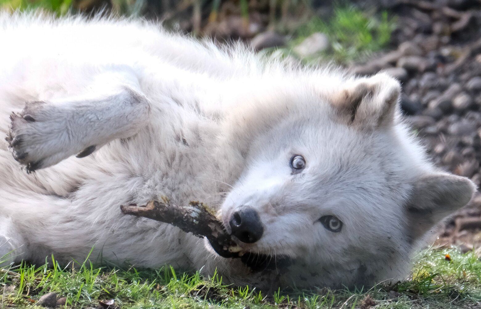 wolf & rewolf ブルゾン WOLF PACK REVERSIBLE SWEATER – 0 Fox Shop