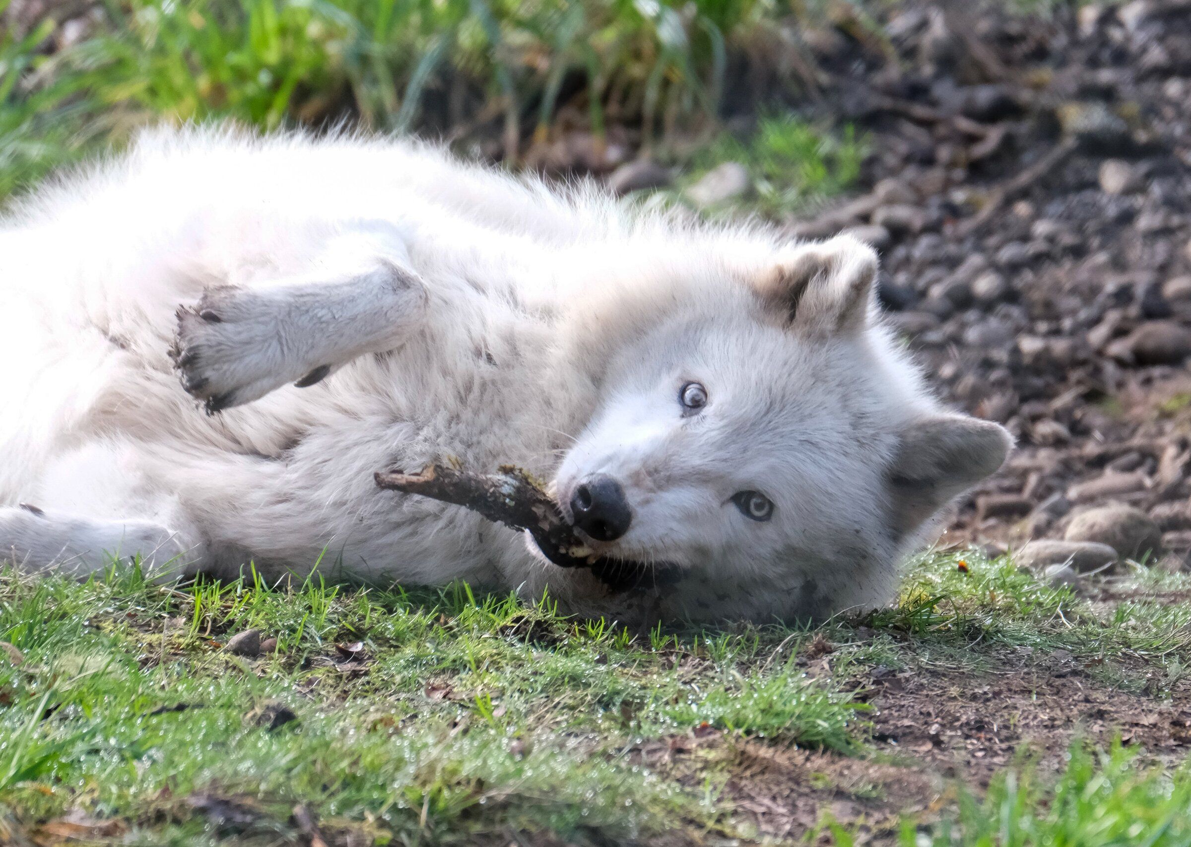 05272025_Wolf_Haven_Internatio