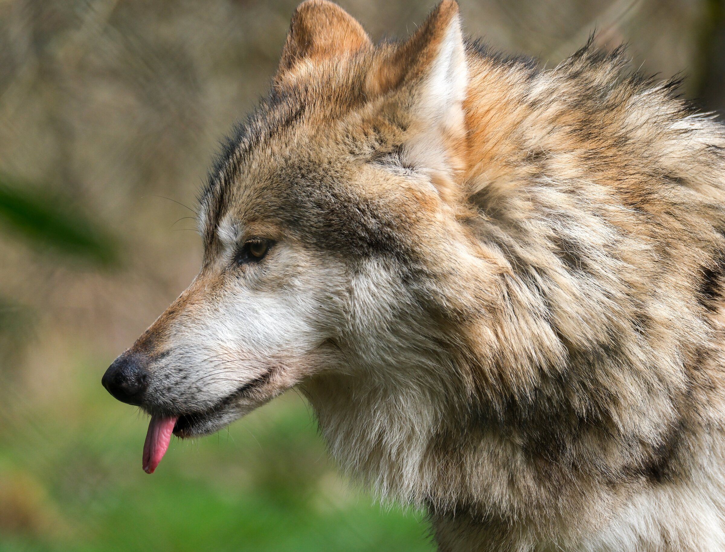 wolf & rewolf ブルゾン wolf & rewolf ブルゾン - ジャケット・アウター工場 直営 店