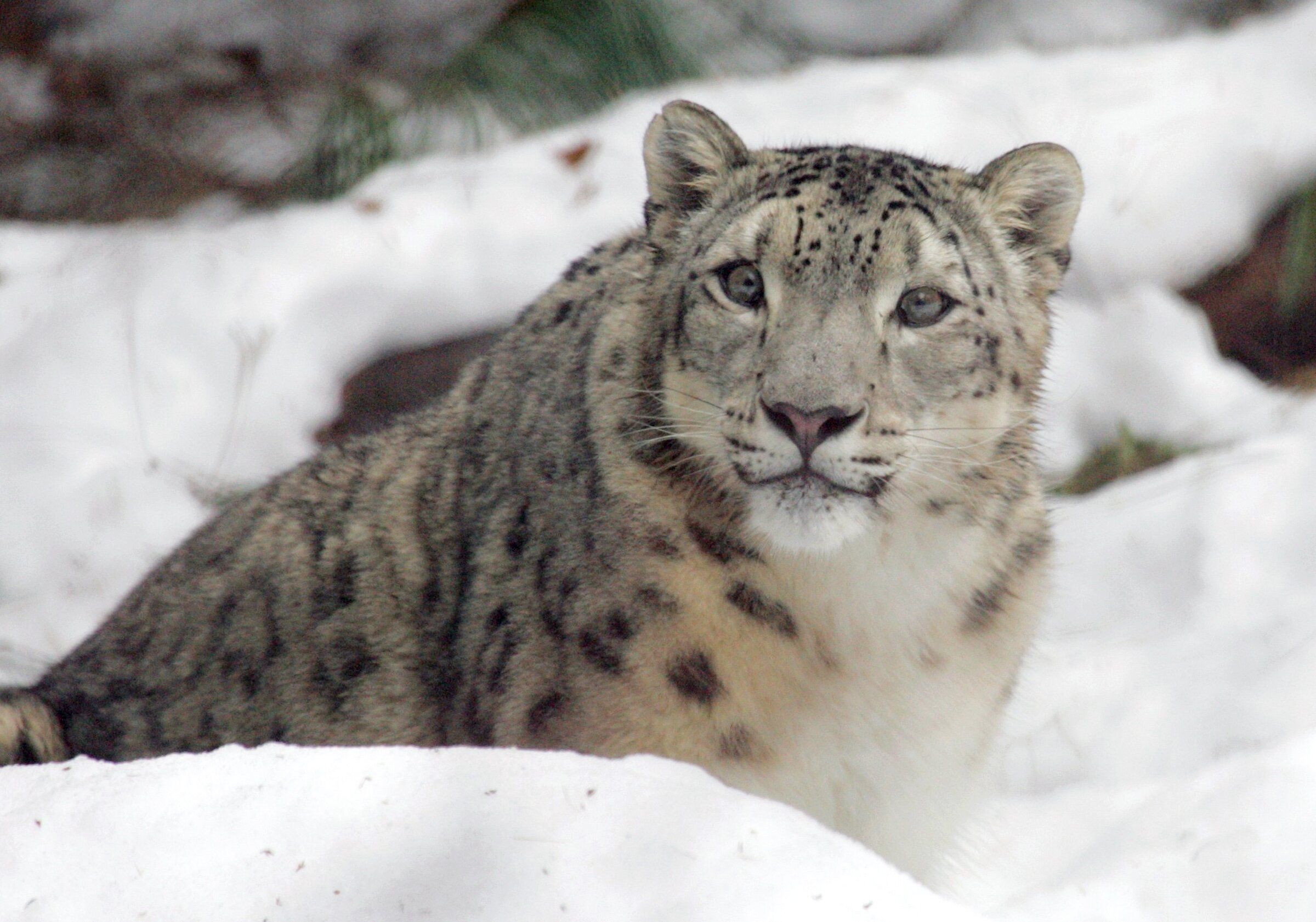 Seattle's Woodland Park Zoo snow leopard Helen, 20, euthanized