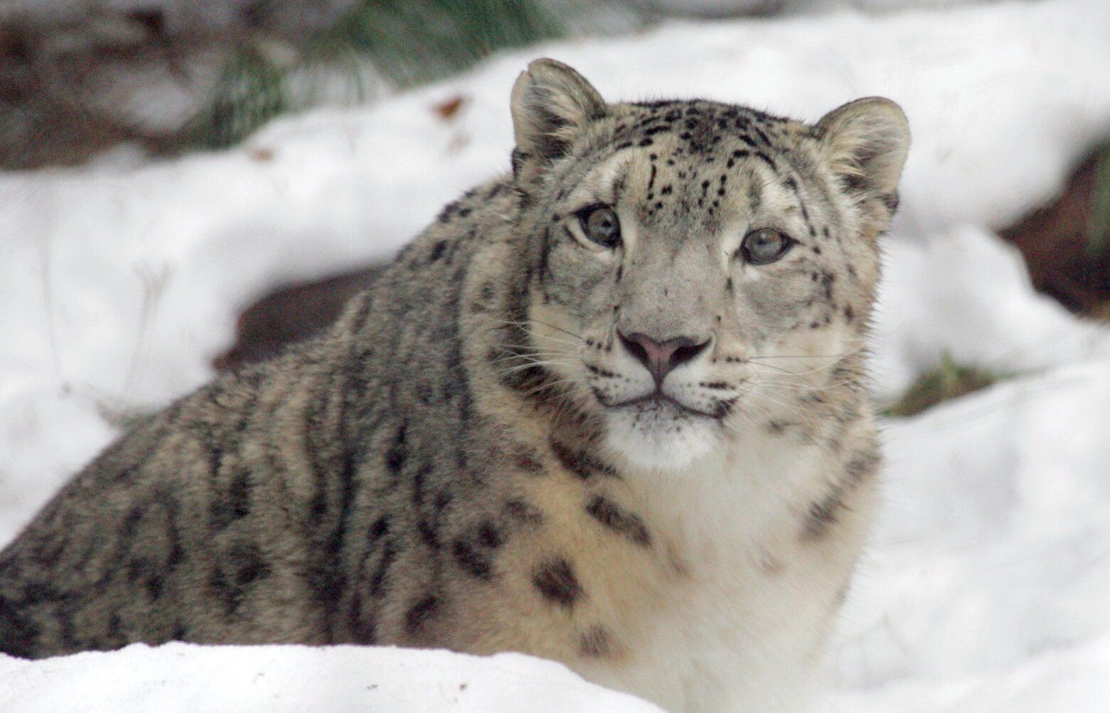 fluffy❄︎snow 05282025_Snow-Leopard-