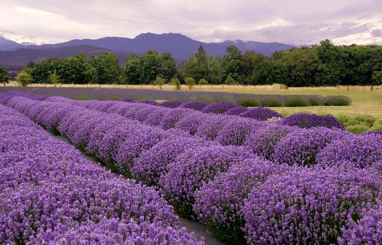Lavender farm in Sequim