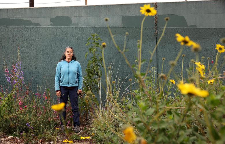 Marie Massa transformed a filthy strip of public land into a corridor for native plants. (Christina House/Los Angeles Times/TNS)