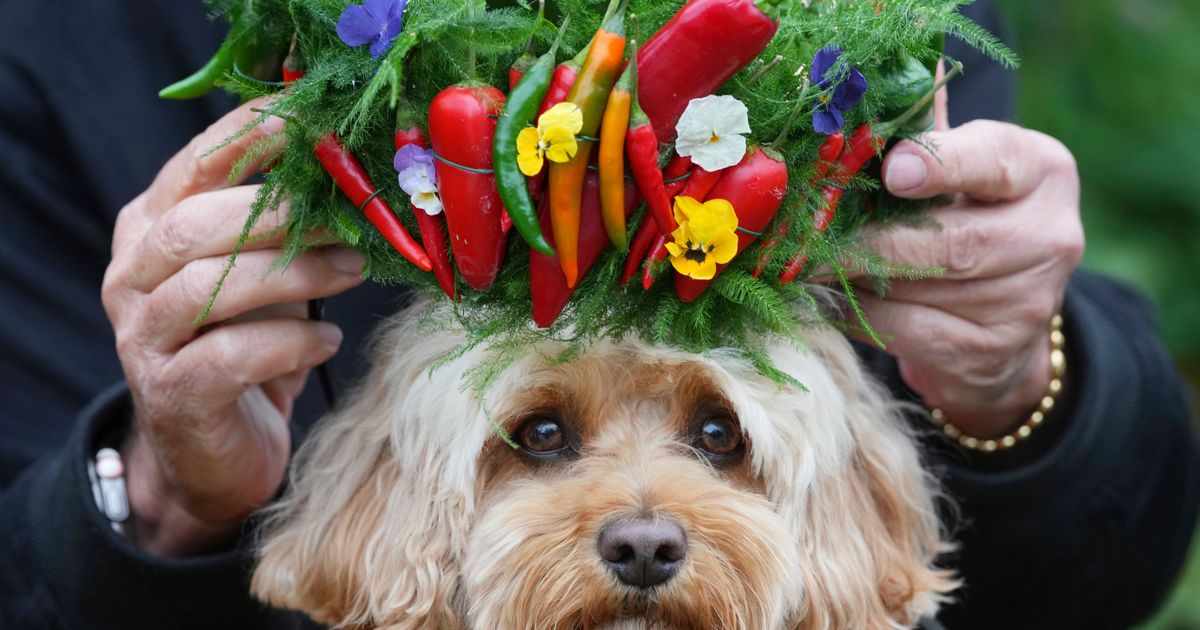 AP PHOTOS: Chelsea Flower Show blooms with royals, celebrities and pets