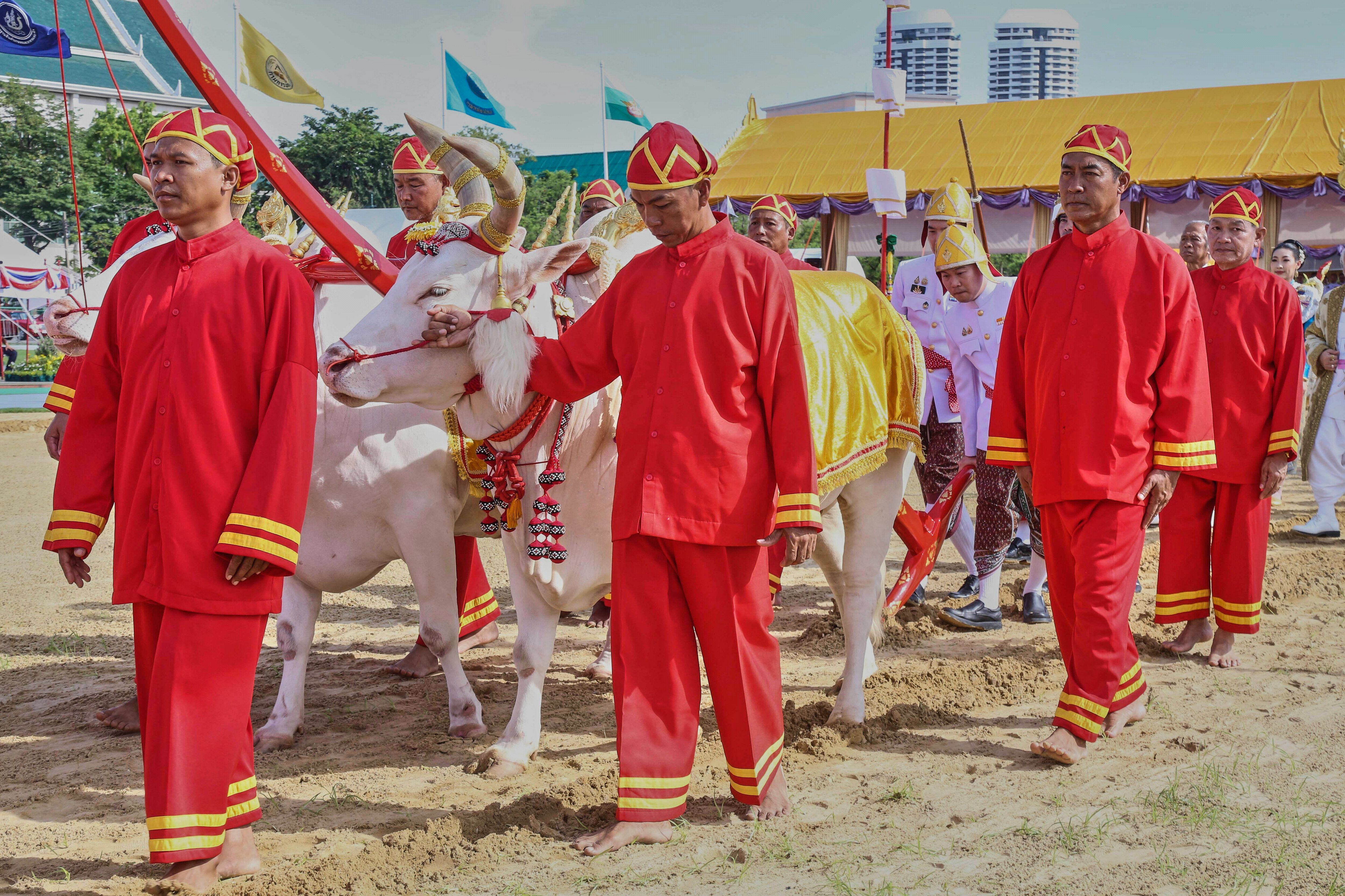 Elaborate centuries-old royal ritual predicts good year for Thai