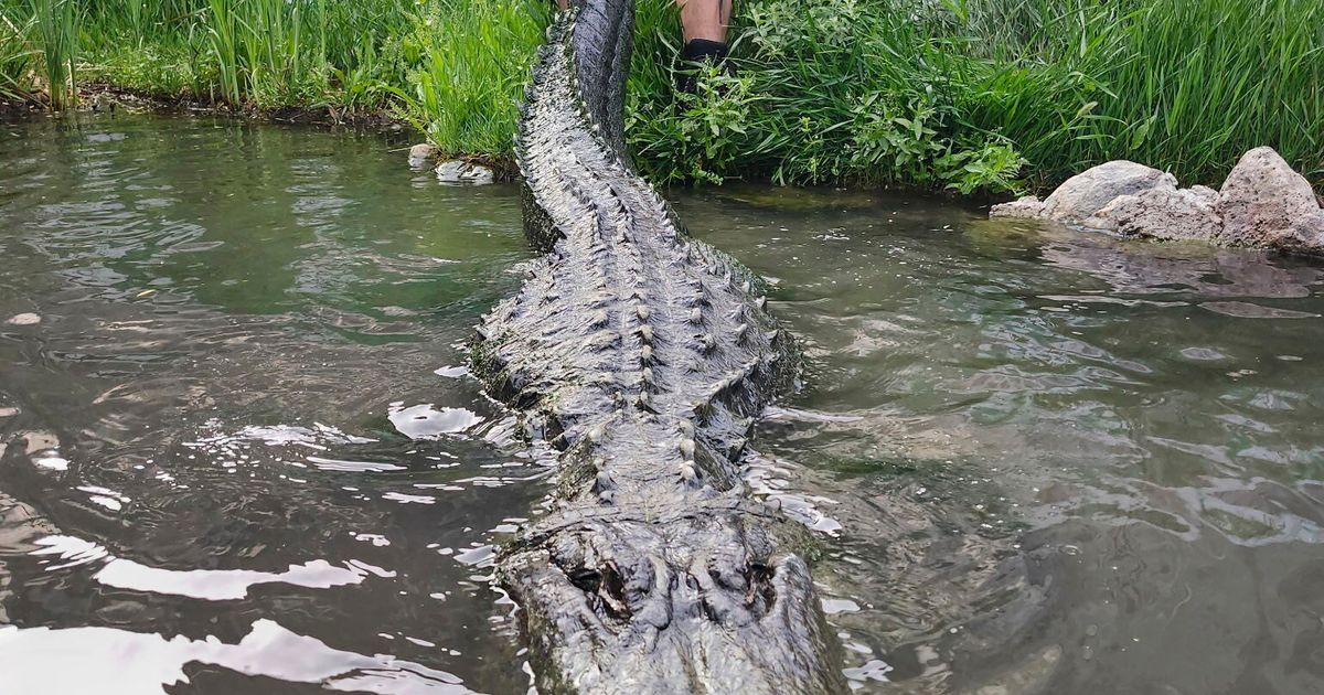 Alligator that starred in ‘Happy Gilmore’ dies of old age in Colorado