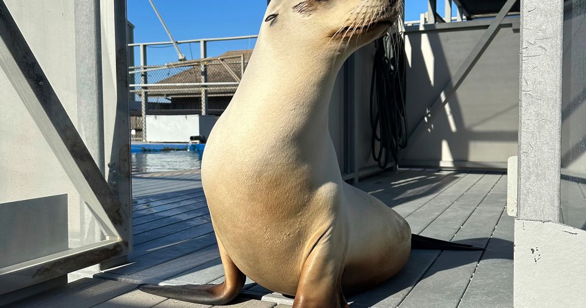 Scientists once thought only humans could bob to music. Ronan the sea lion helped prove them wrong