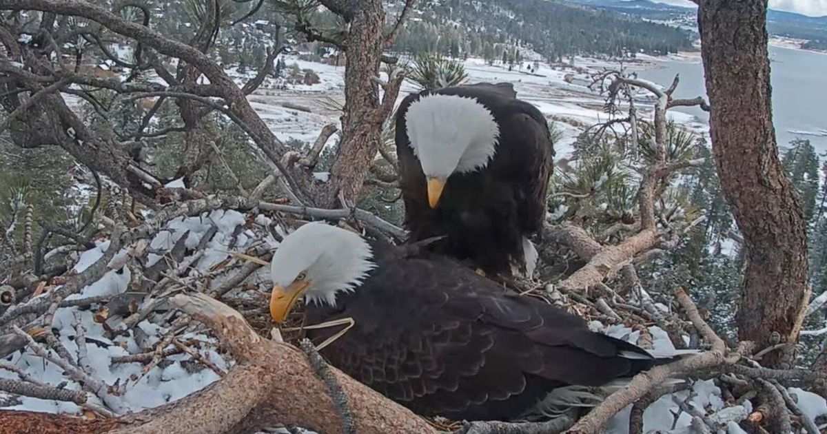 Big Bear bald eagle couple welcomes second egg in three days | The ...