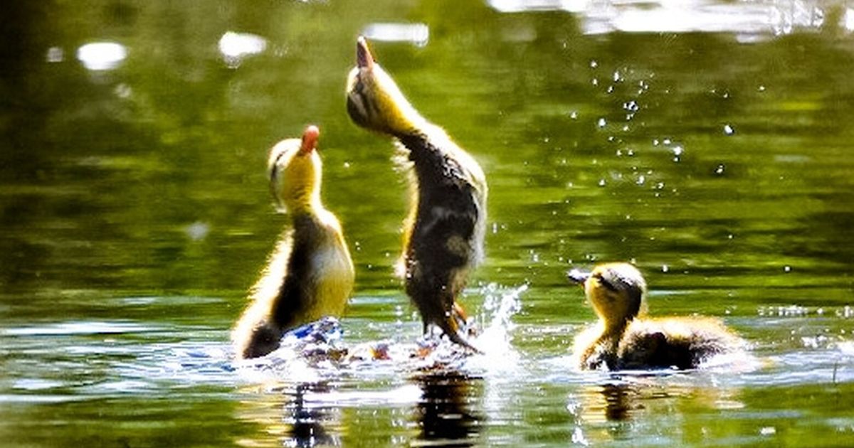 No fly zone: Mallard ducklings leap from a lake for an afternoon snack