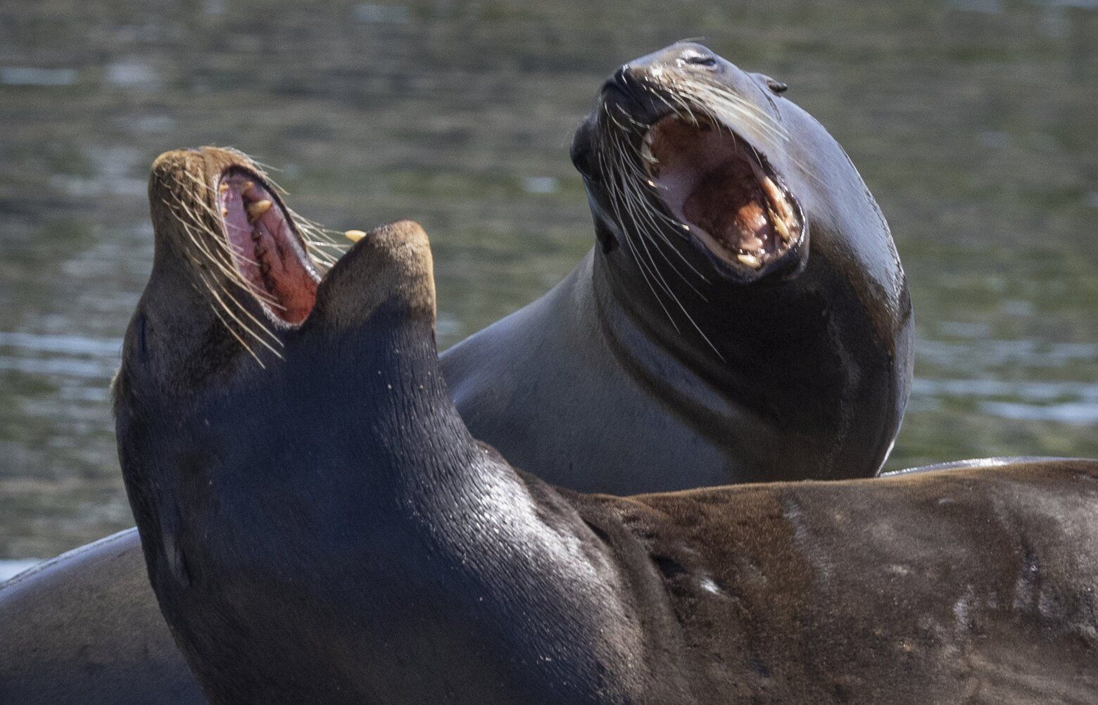 06132025_sea_lions_tzr_tzr_143
