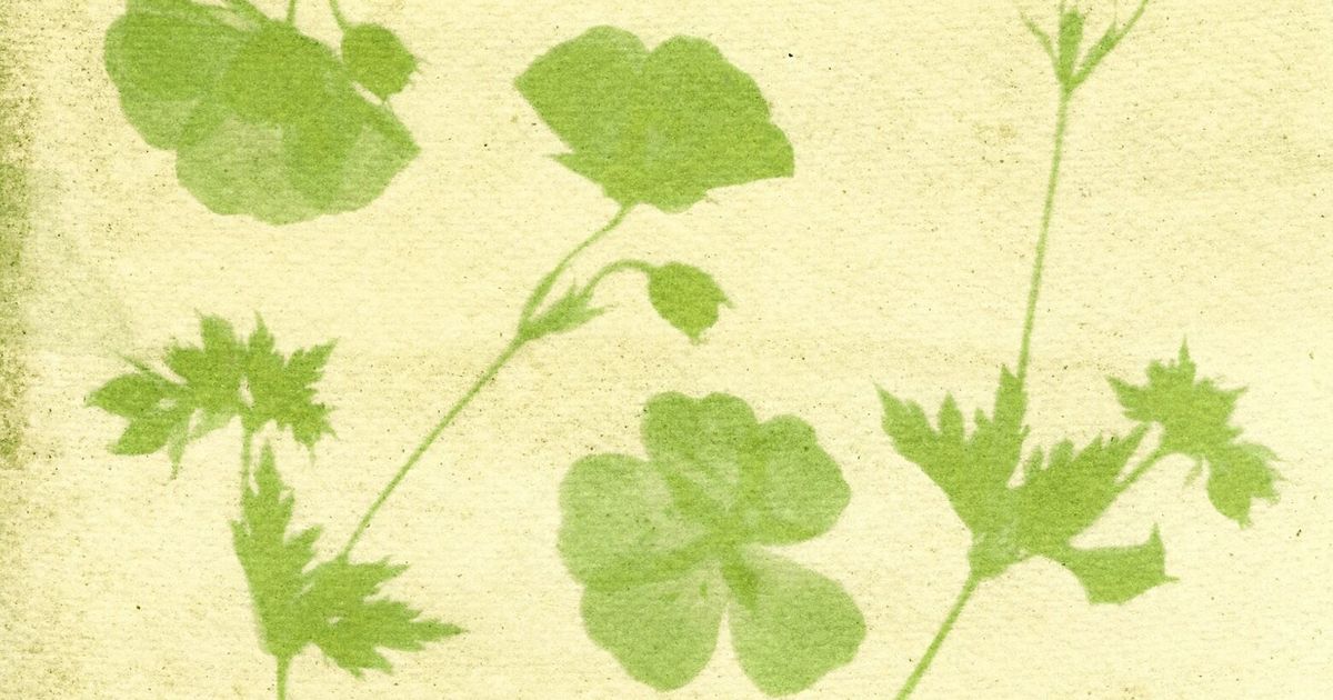 Paint with the sun, spinach to create a garden of anthotypes