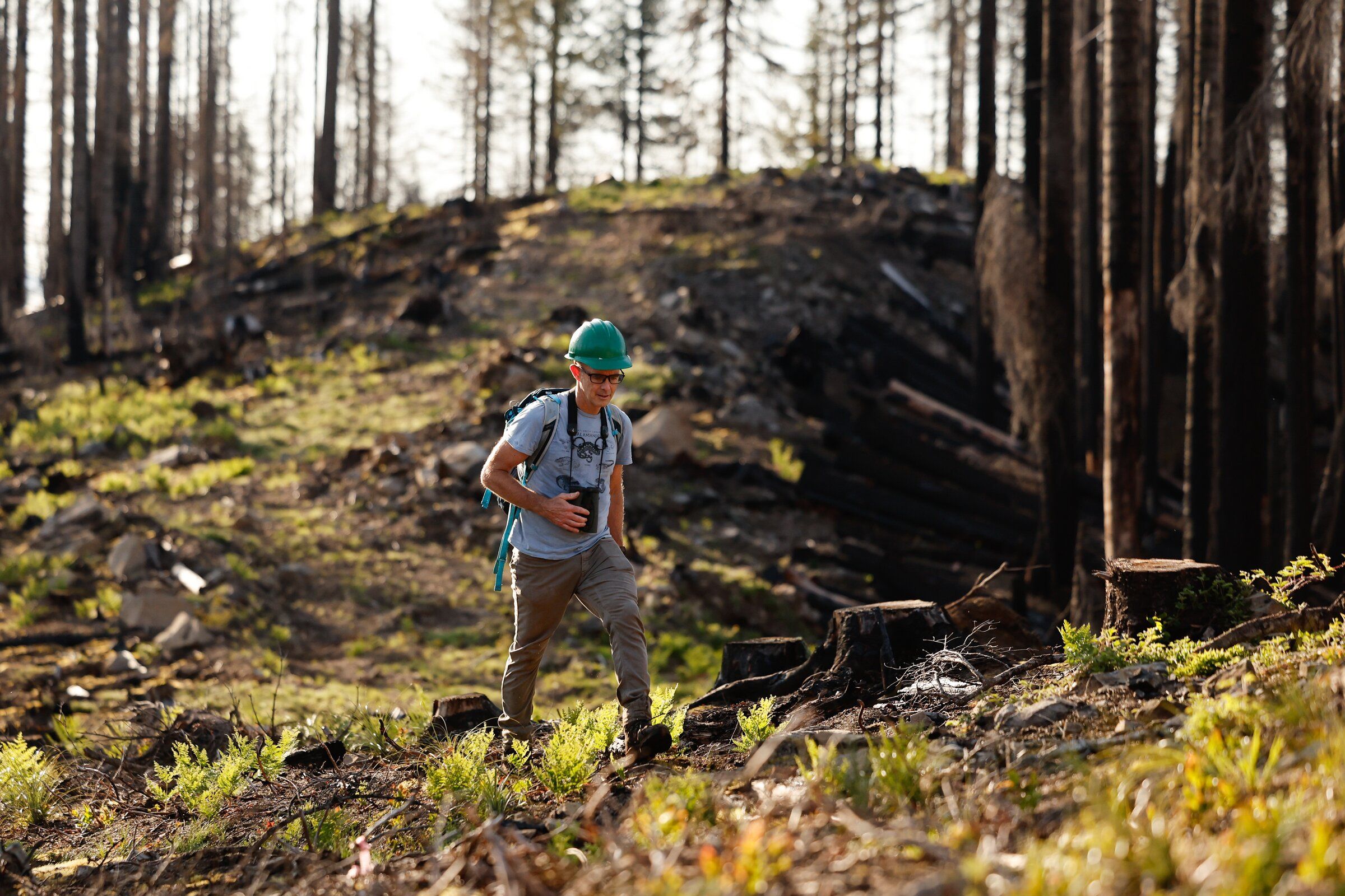 燃える樹 A fire charred this research forest. What happened next dazzled