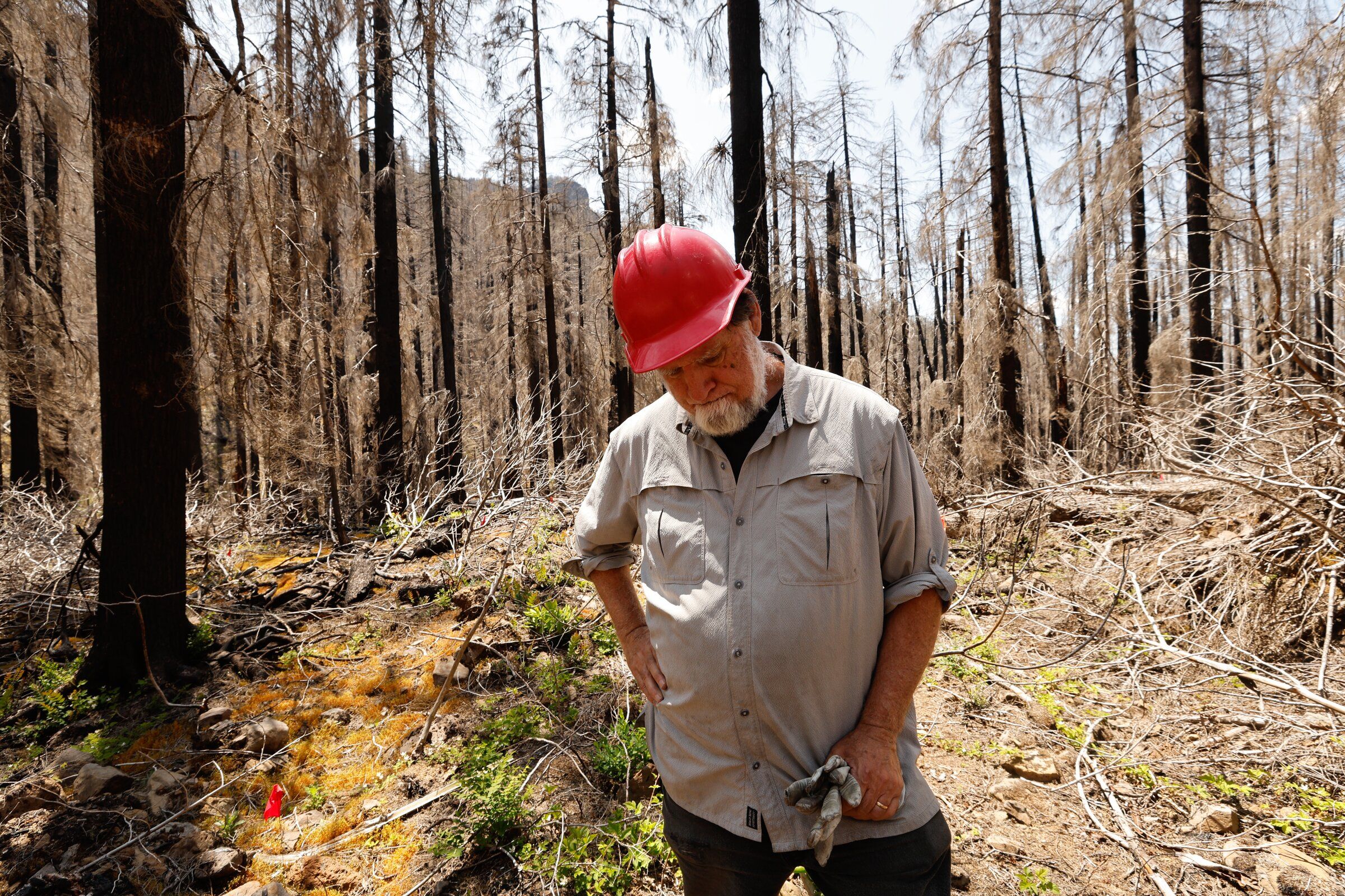 燃える樹 A fire charred this research forest. What happened next dazzled