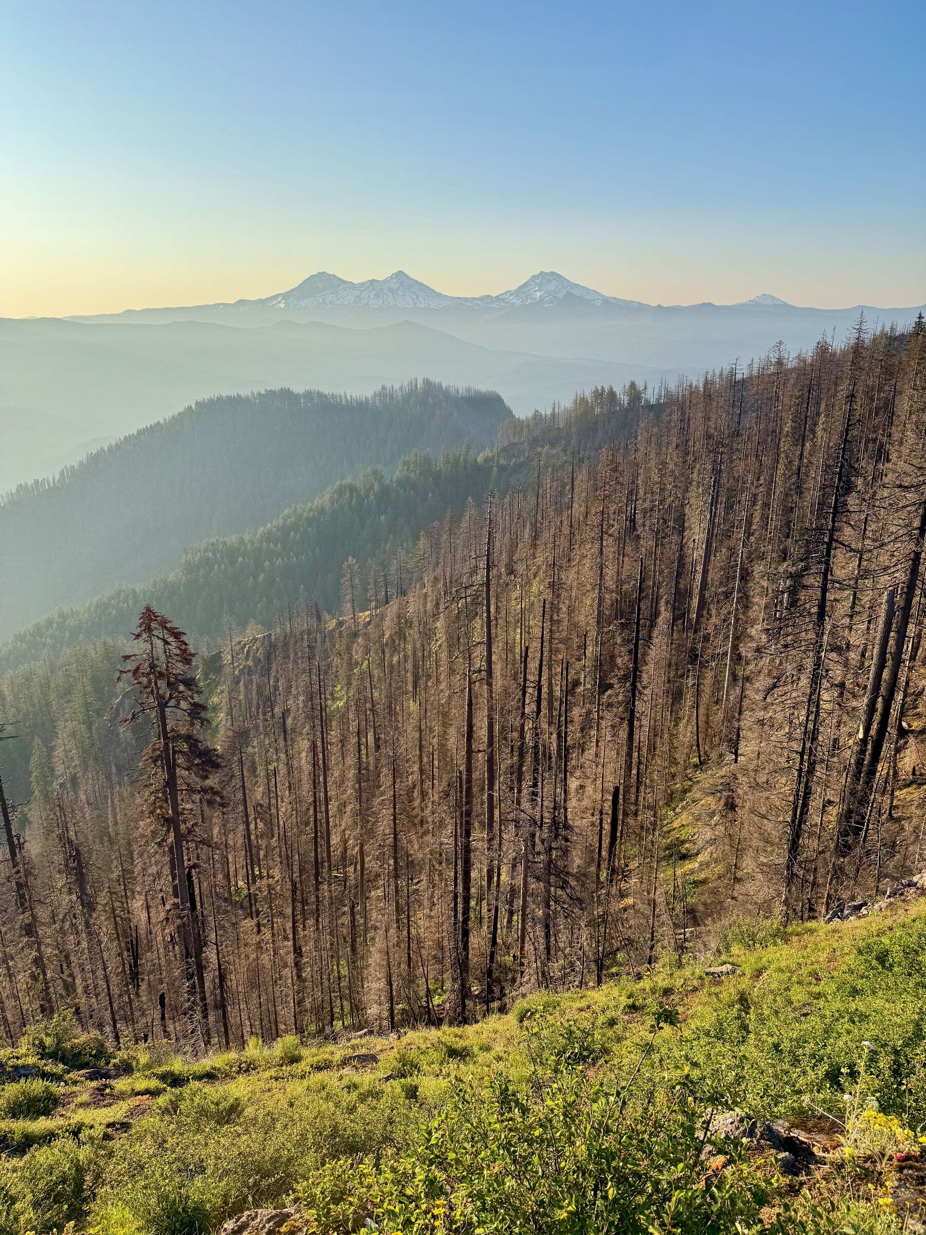 A fire charred this research forest. What happened next dazzled