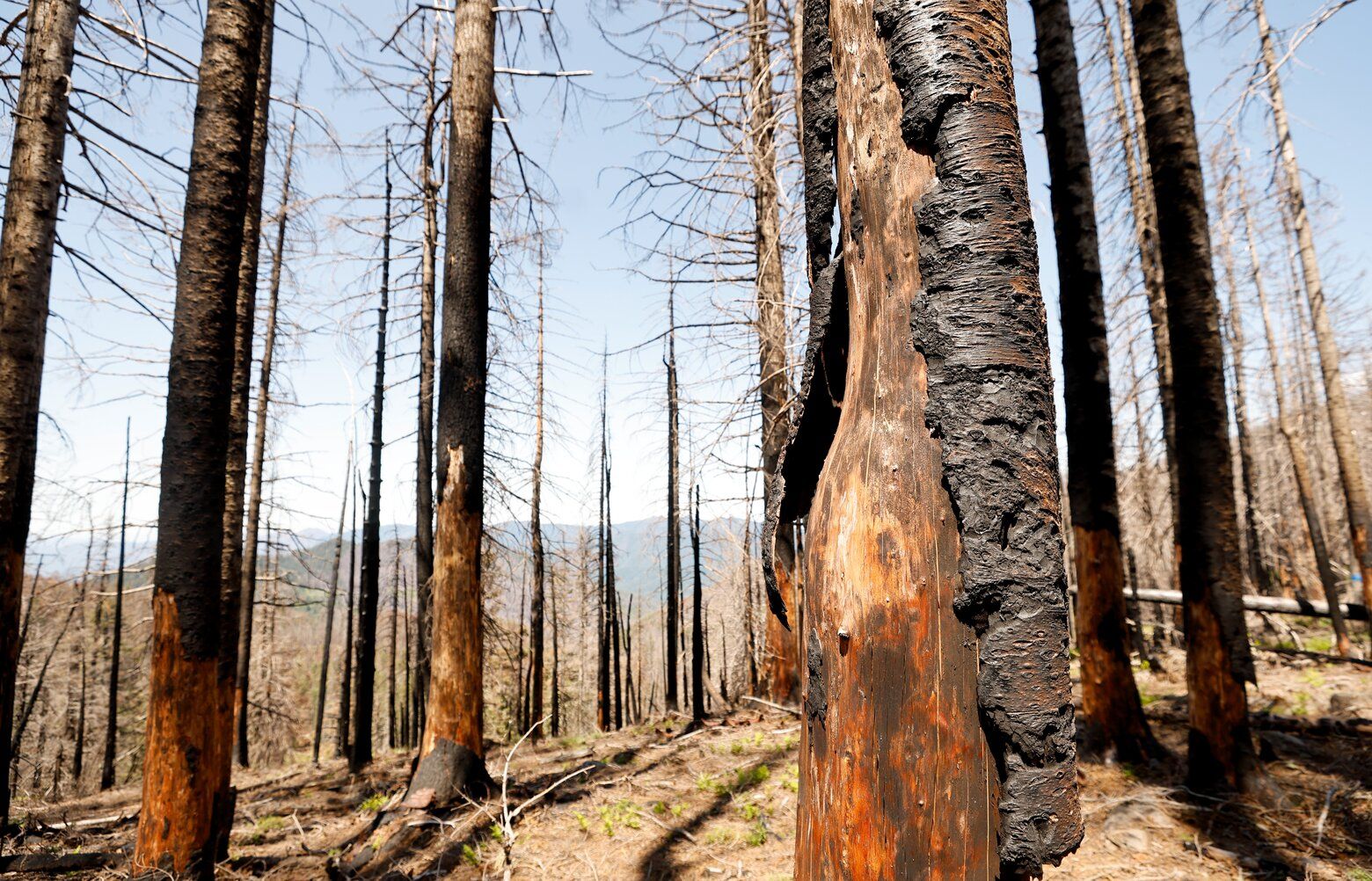 A fire charred this research forest. What happened next dazzled