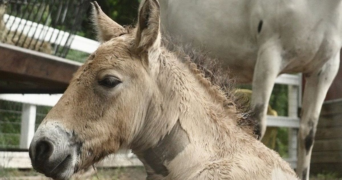 Rejected by his mother, a rare wild Asian horse foal finds a new mom in