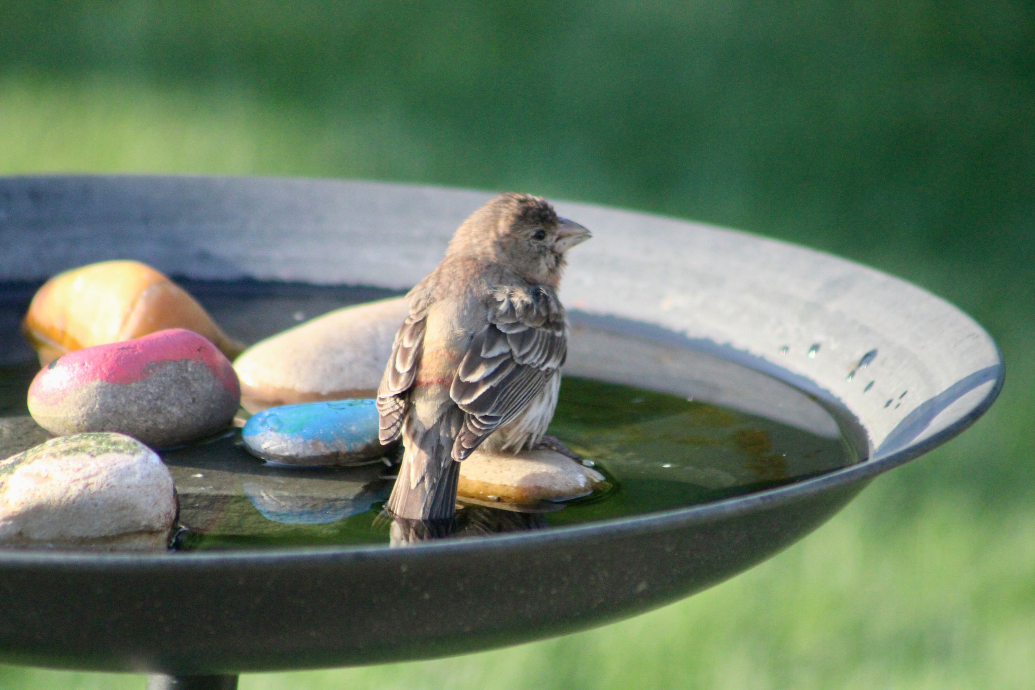 Can Birds Drown in Bird Bath? Essential Safety Tips Revealed