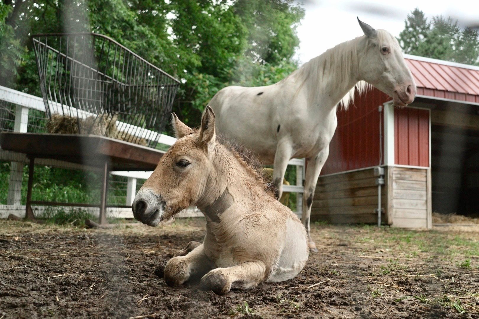 Rejected by his mother, a rare wild Asian horse foal finds a new