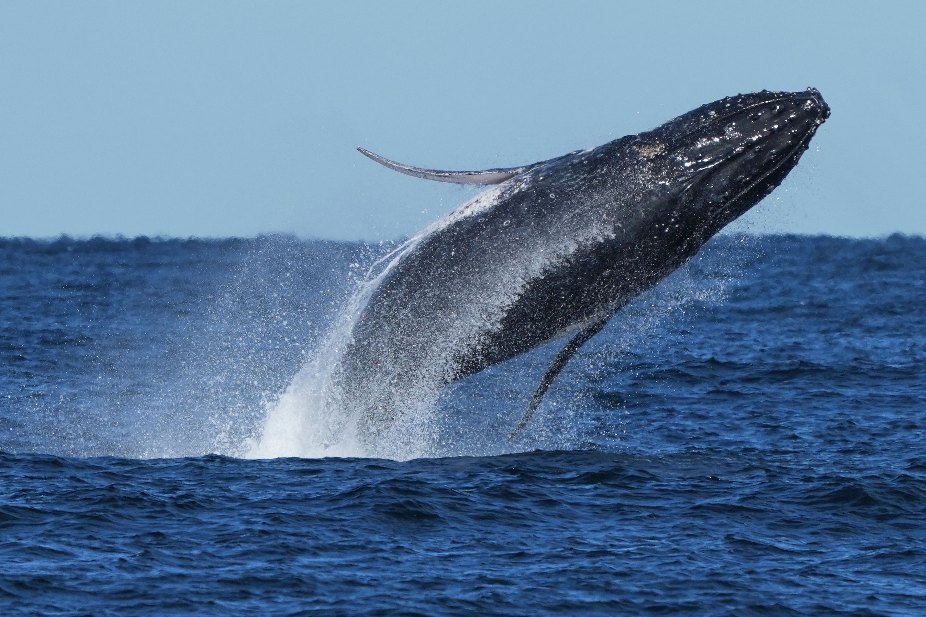 Commuter traffic stops for whales on Australia's humpback highway