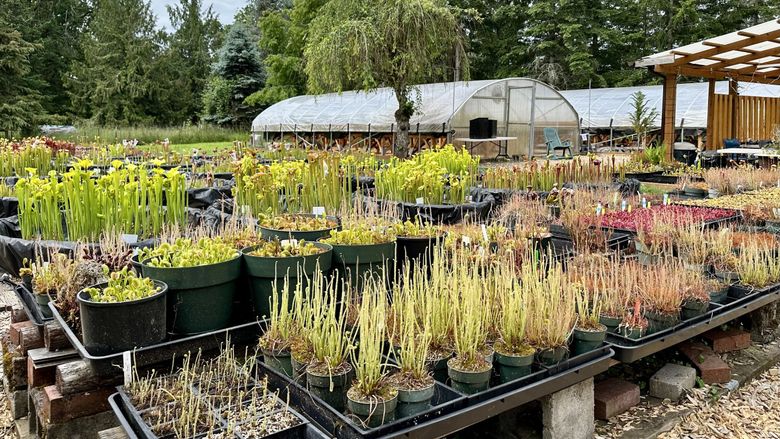 Carnivorous plants take a bite out of boring. Here's how to grow them. |  The Seattle Times