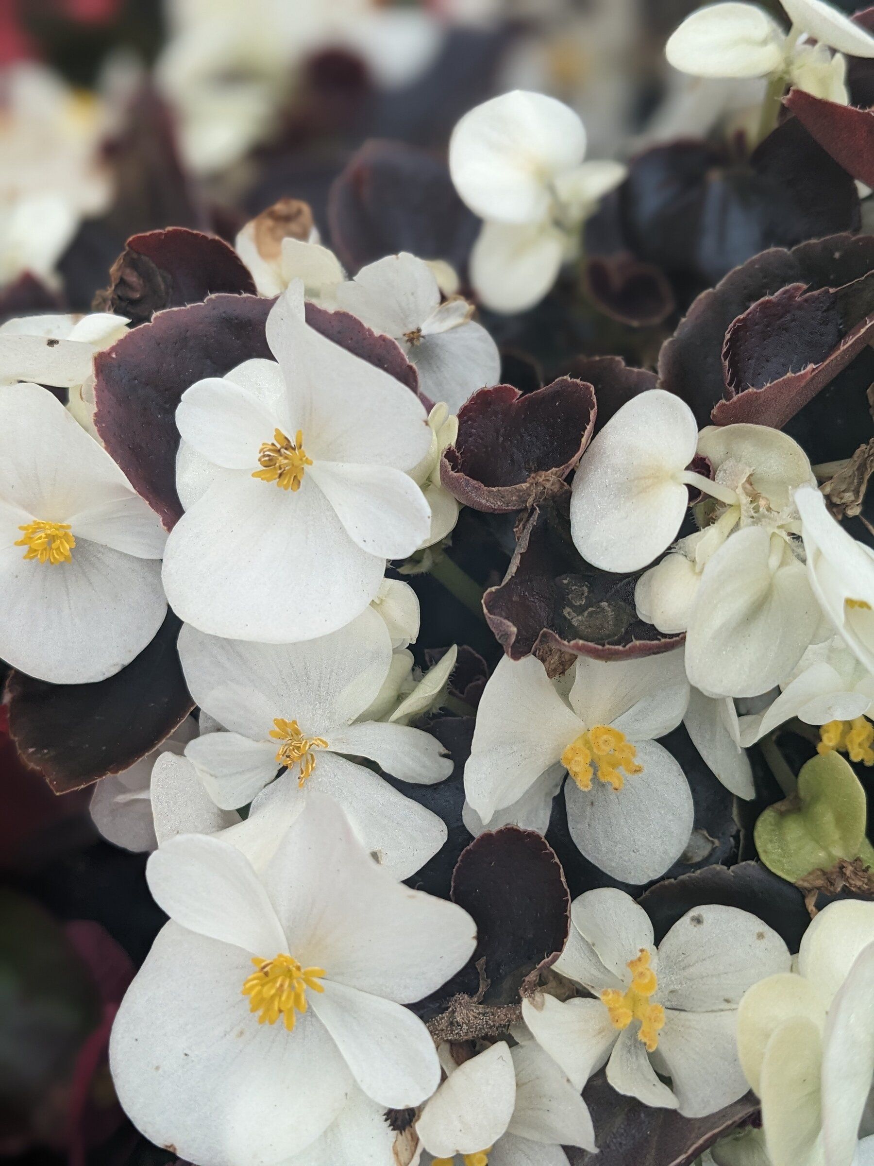 How a love for begonias began with a majolica bowl; plus, plant
