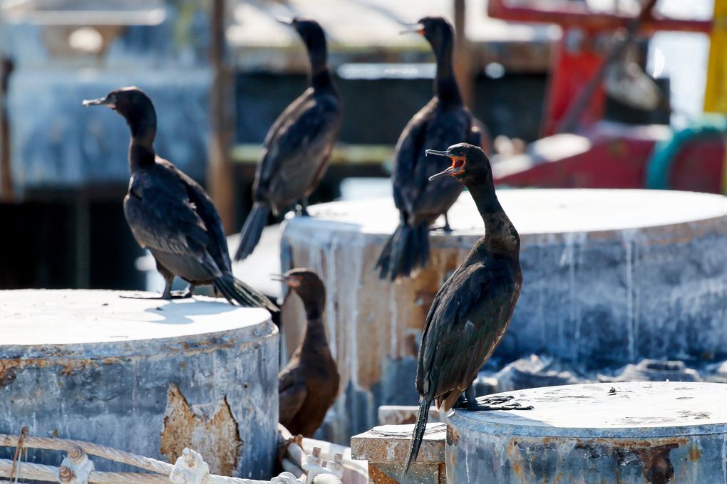 Birds on docks