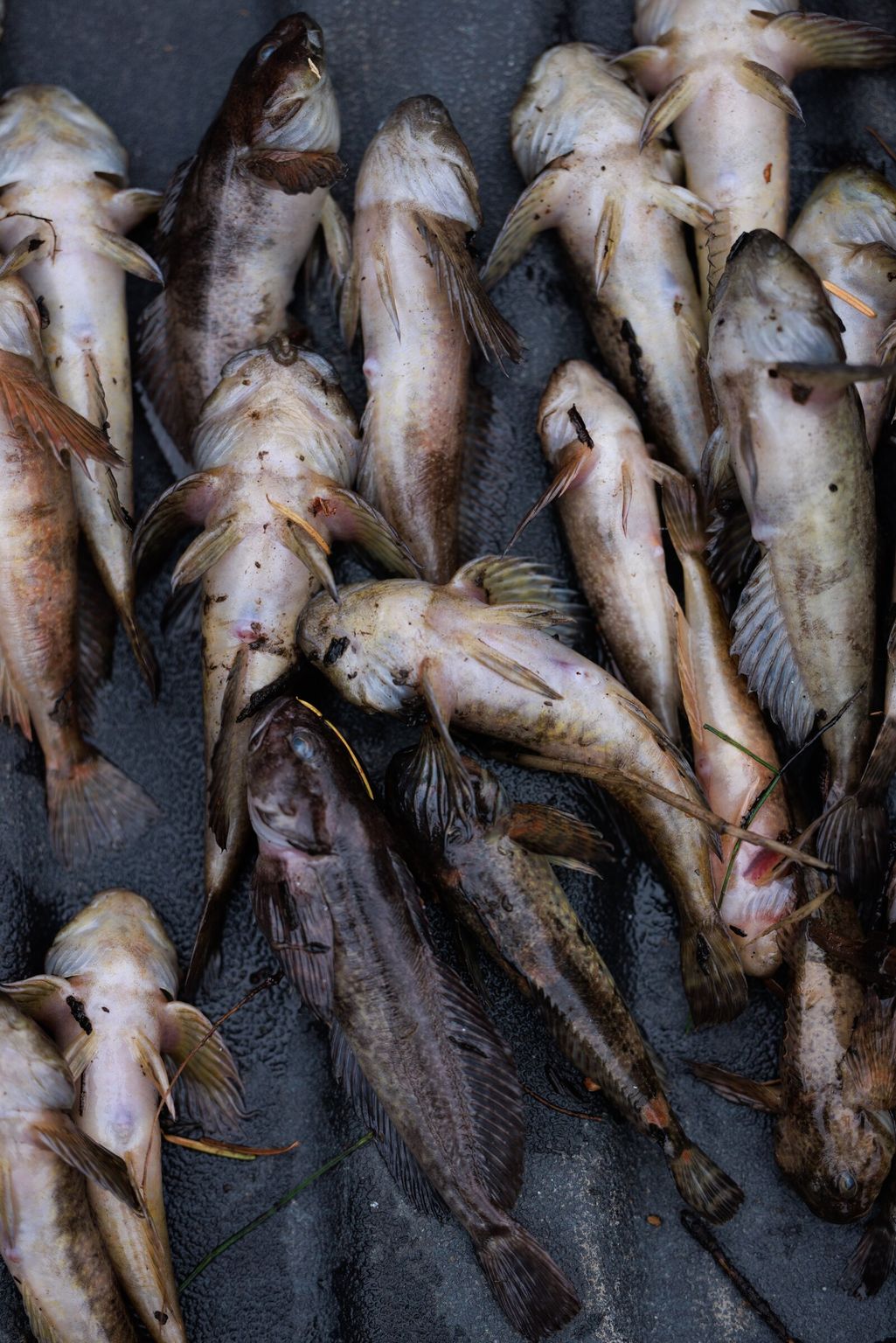 Experts assess damage from fuel tanker crash into WA salmon stream ...