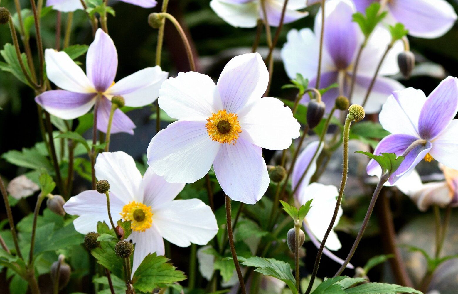 Easy, breezy anemones bloom above and beyond others | The Seattle