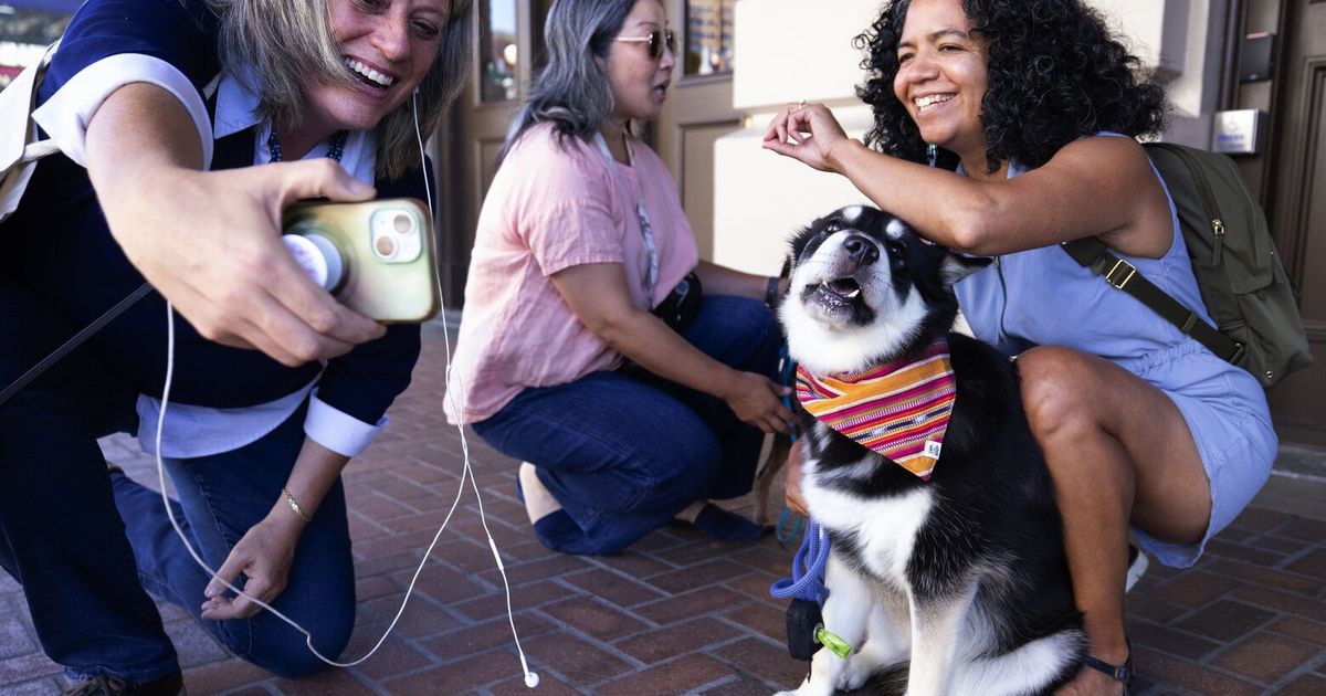 Seattle Times Classifieds Dogs